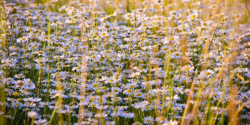 in-memory-of Field of Daisies